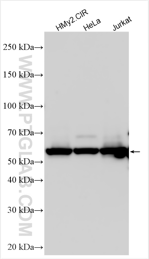 Western Blot (WB) analysis of various lysates using FZR1/Cdh1 Polyclonal antibody (16368-1-AP)