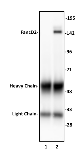 FancD2 antibody (pAb) tested by Immunoprecipitation. 10 ul of FancD2 antibody was used to immunoprecipitate FancD2 from 400 ug of HeLa whole cell extract (lane 2). 10 ul of rabbit IgG was used as a negative control (lane 1). The immunoprecipitated protein was detected by Western blotting using the FancD2 antibody at a dilution of 1:500.