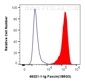 Flow cytometry (FC) experiment of SH-SY5Y cells using Fascin Monoclonal antibody (66321-1-Ig)