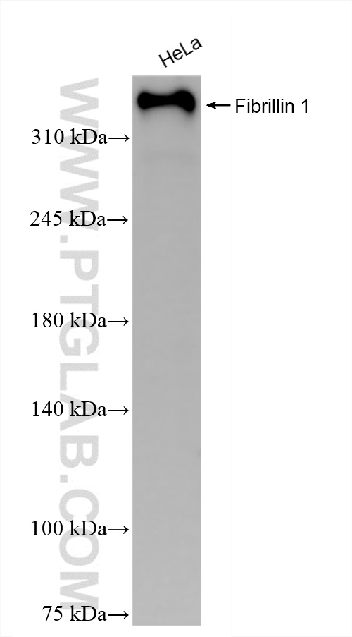 Western Blot (WB) analysis of HeLa cells using Fibrillin 1  Recombinant antibody (83836-4-RR)