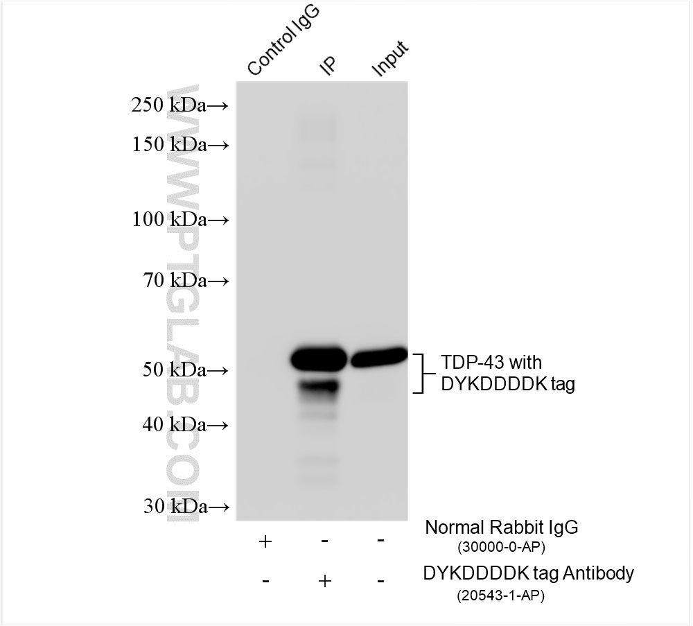 Immunoprecipitation (IP) experiment of Transfected HEK-293 cells using DYKDDDDK tag Polyclonal antibody (Binds to FLAG® t (20543-1-AP)