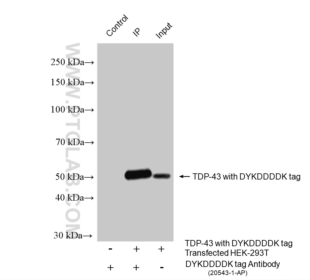 Immunoprecipitation (IP) experiment of Transfected HEK-293T cells using DYKDDDDK tag Polyclonal antibody (Binds to FLAG® t (20543-1-AP)