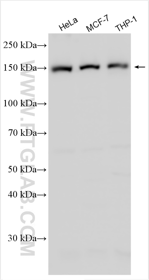 Western Blot (WB) analysis of various lysates using Flightless I Polyclonal antibody (27729-1-AP)