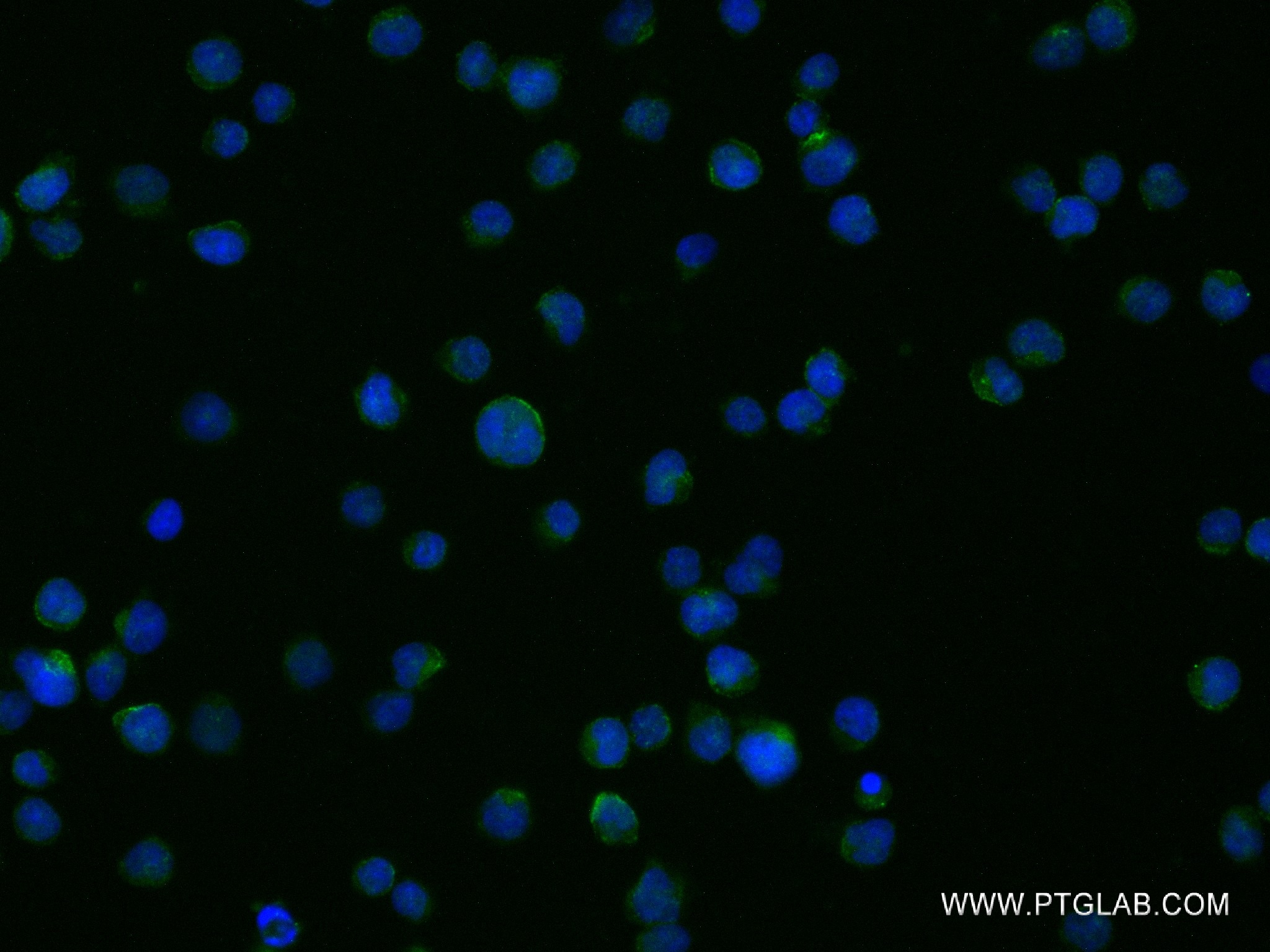 Immunofluorescence (IF) / fluorescent staining of Jurkat cells using Flotillin 1 Recombinant antibody (83598-4-RR)