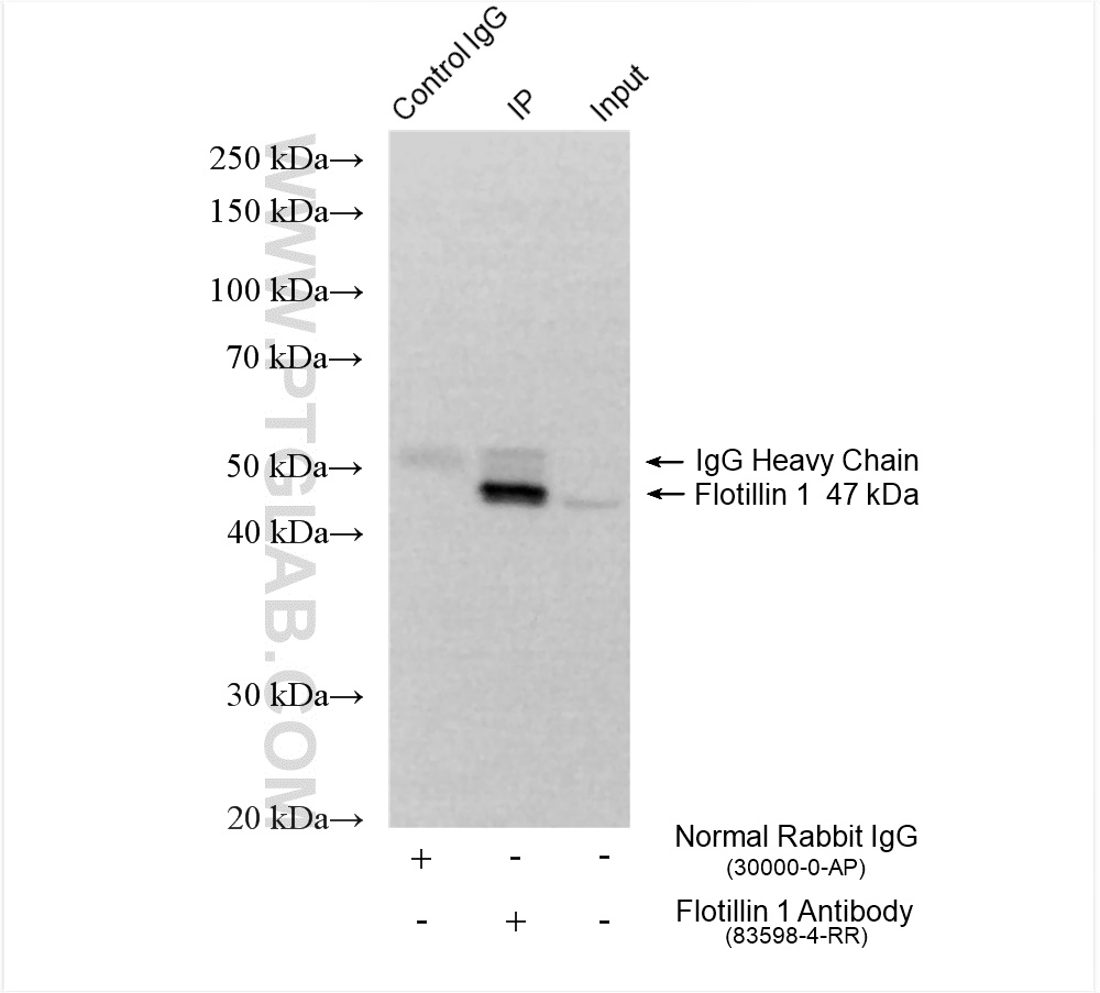 Immunoprecipitation (IP) experiment of mouse brain tissue using Flotillin 1 Recombinant antibody (83598-4-RR)