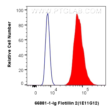 Flow cytometry (FC) experiment of HeLa cells using Flotillin 2 Monoclonal antibody (66881-1-Ig)