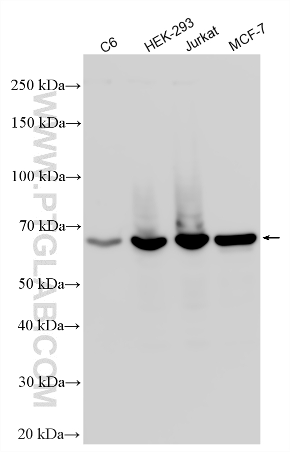 Western Blot (WB) analysis of various lysates using G3BP1 Polyclonal antibody (13057-2-AP)