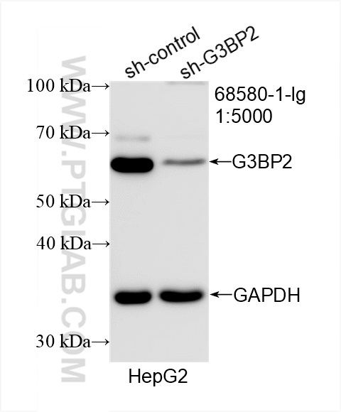 Western Blot (WB) analysis of HepG2 cells using G3BP2 Monoclonal antibody (68580-1-Ig)