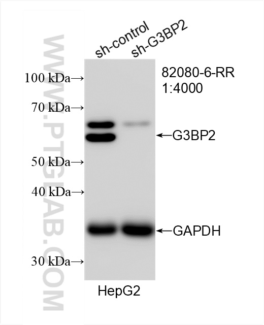 Western Blot (WB) analysis of HepG2 cells using G3BP2 Recombinant antibody (82080-6-RR)