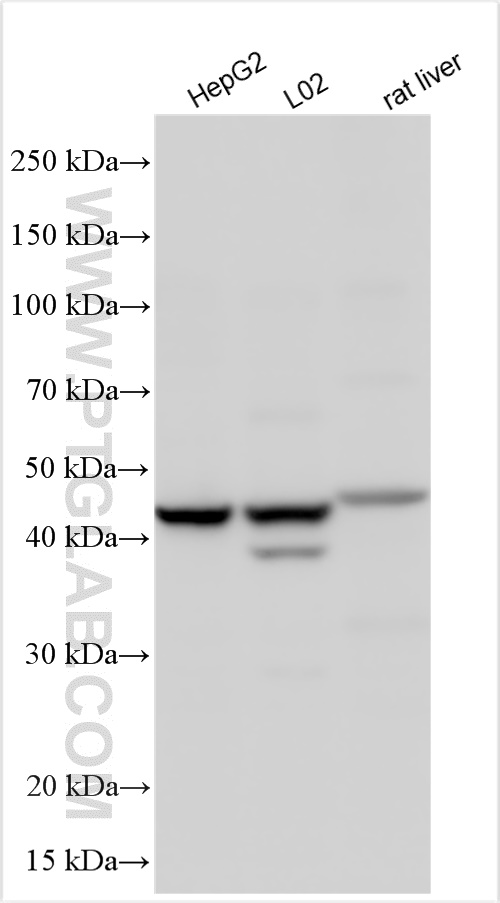 Western Blot (WB) analysis of various lysates using G6PC Polyclonal antibody (25771-1-AP)