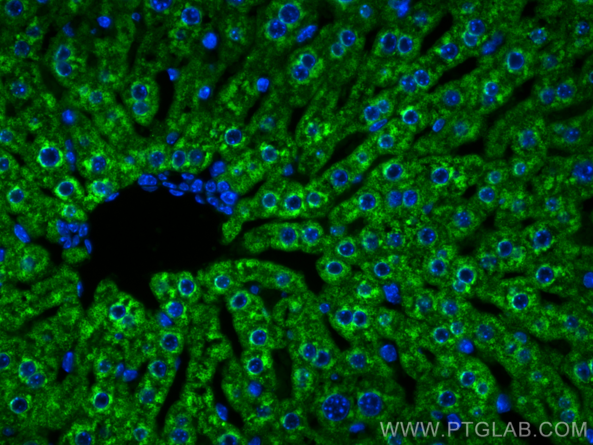 Immunofluorescence (IF) / fluorescent staining of mouse liver tissue using G6PC Polyclonal antibody (29084-1-AP)