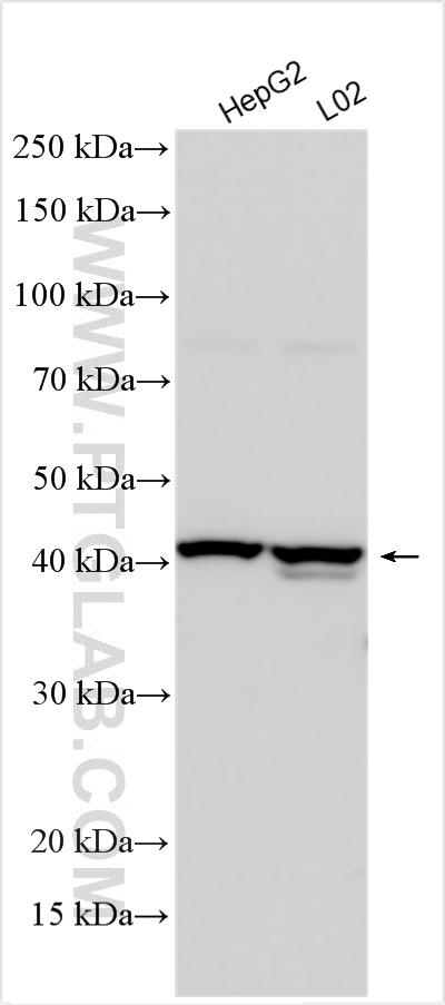 Western Blot (WB) analysis of various lysates using G6PC Polyclonal antibody (29084-1-AP)