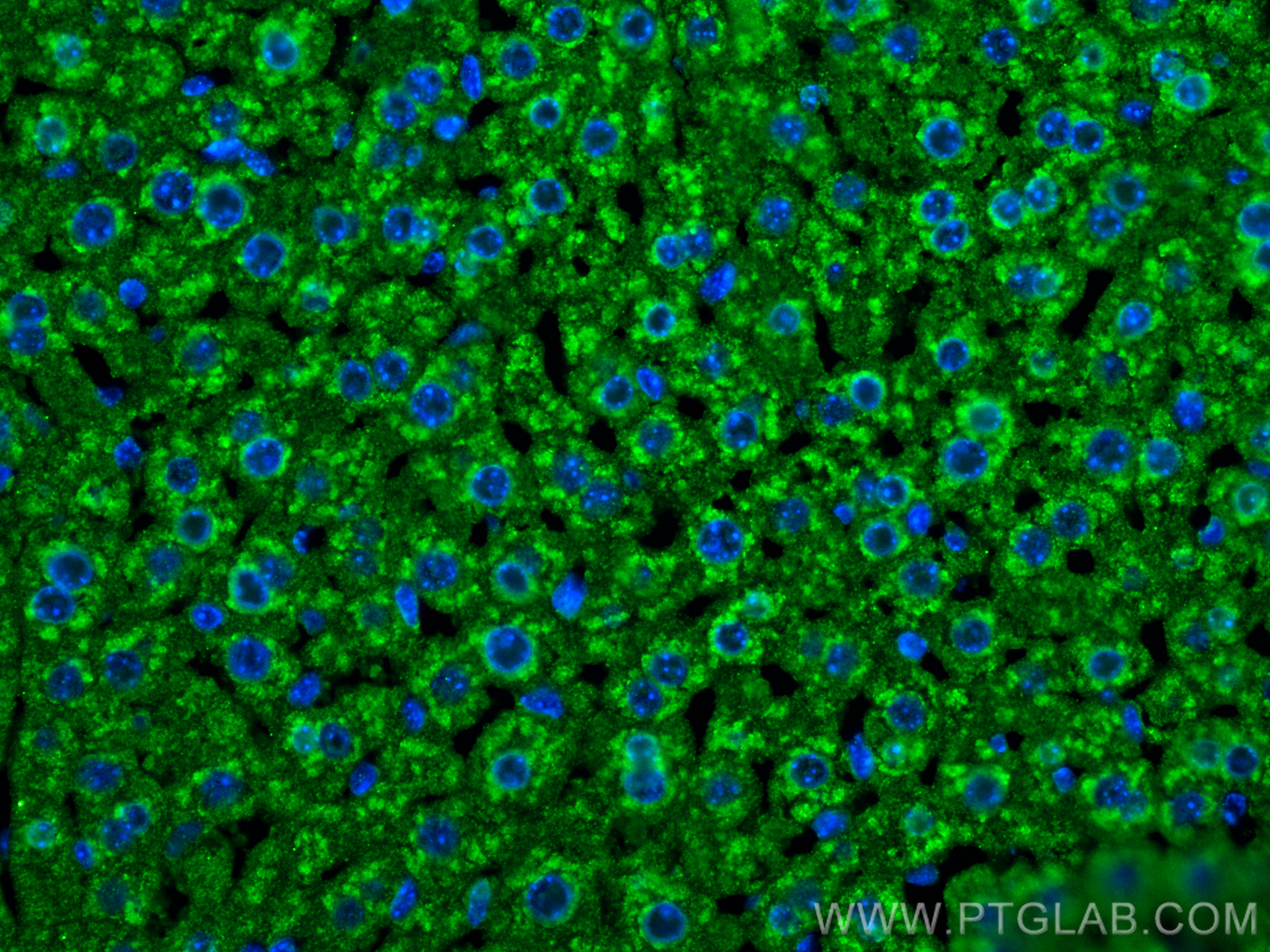 Immunofluorescence (IF) / fluorescent staining of mouse liver tissue using G6PC Monoclonal antibody (66860-1-Ig)