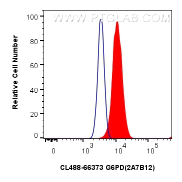 Flow cytometry (FC) experiment of HeLa cells using CoraLite® Plus 488-conjugated G6PD Monoclonal anti (CL488-66373)