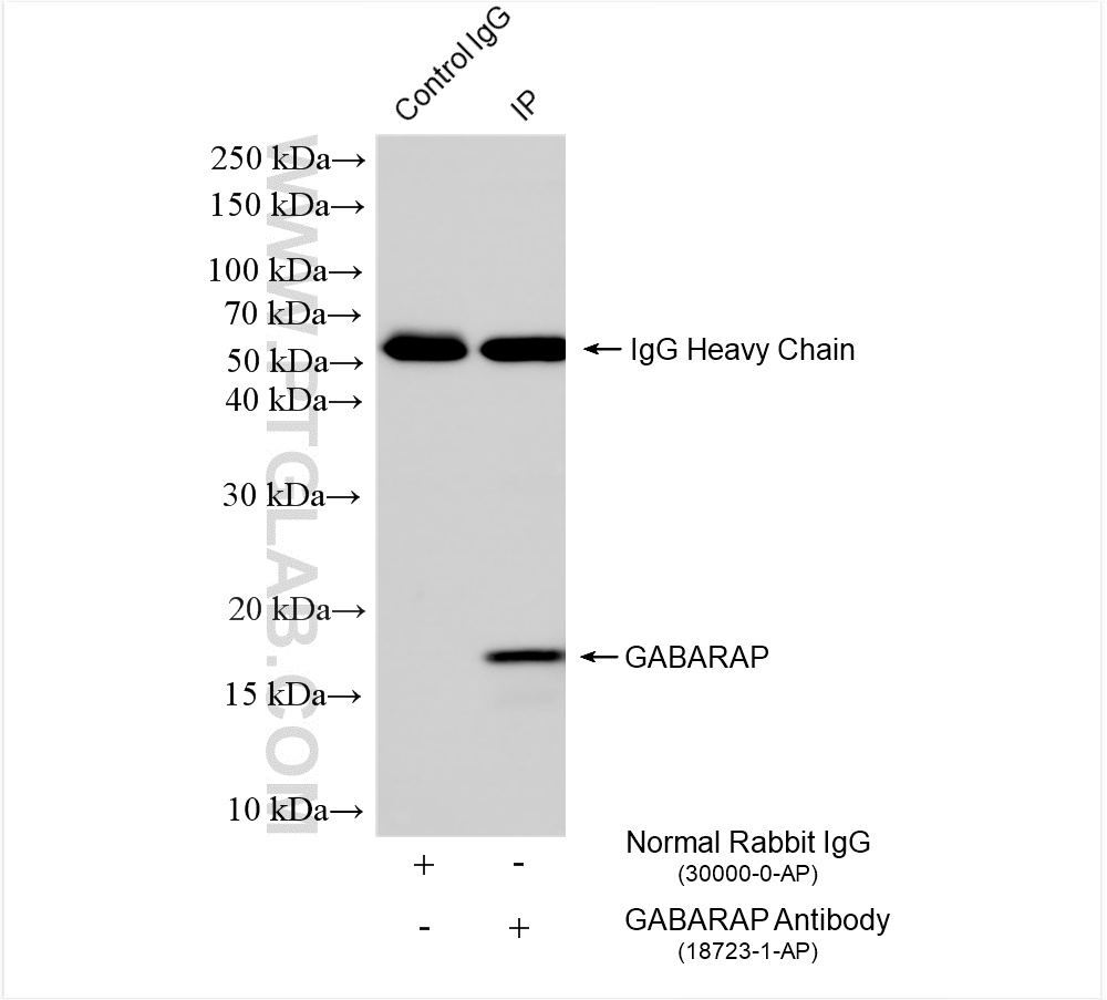 Immunoprecipitation (IP) experiment of HeLa cells using GABARAP Polyclonal antibody (18723-1-AP)