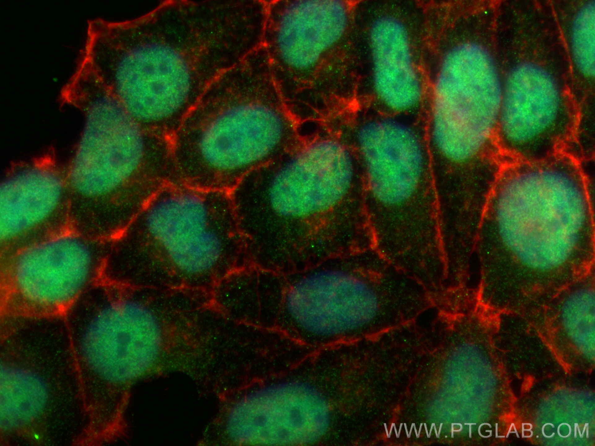 Immunofluorescence (IF) / fluorescent staining of HEK-293 cells using GABPA Monoclonal antibody (68645-1-Ig)