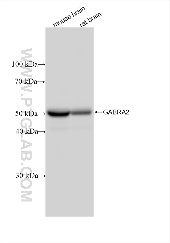 Western Blot (WB) analysis of various lysates using GABRA2 Recombinant antibody (83057-2-RR)