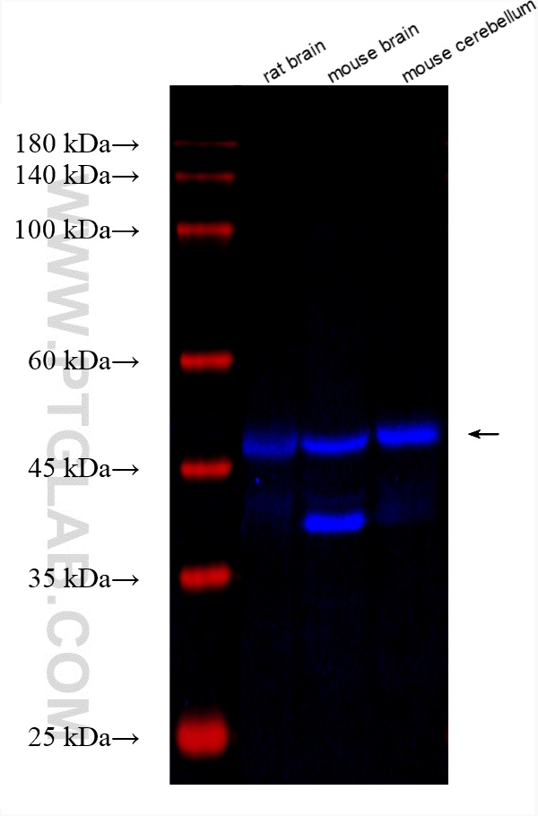 Western Blot (WB) analysis of various lysates using CoraLite® Plus 750-conjugated GABRA2 Recombinant a (CL750-83057-2)