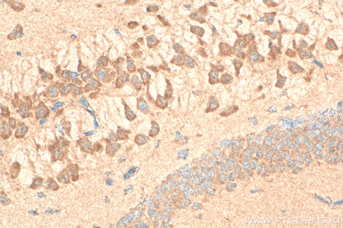 Immunohistochemistry (IHC) staining of mouse brain tissue using GABRA4 Polyclonal antibody (12979-1-AP)