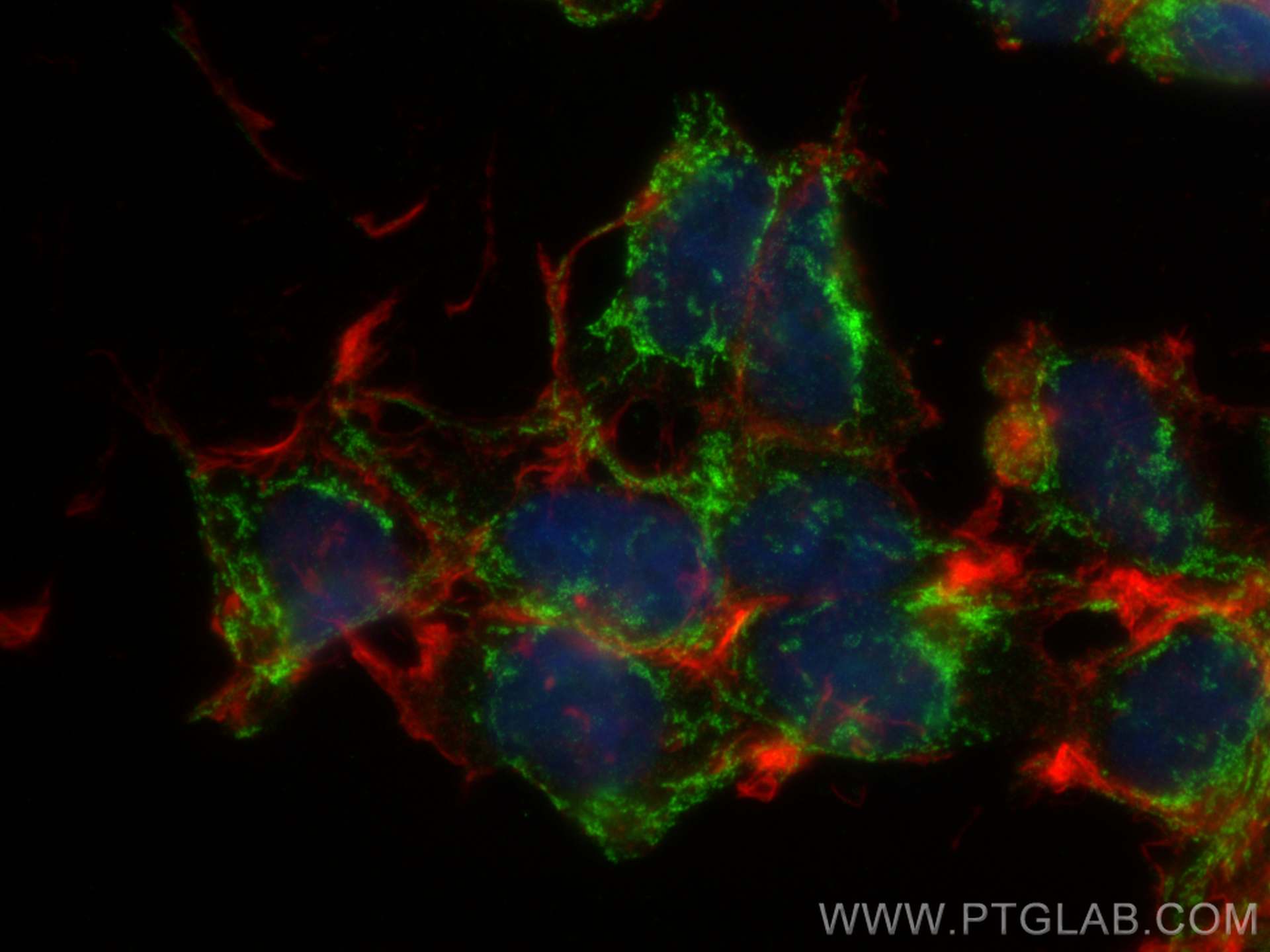 Immunofluorescence (IF) / fluorescent staining of HEK-293 cells using GAC-specific Polyclonal antibody (19958-1-AP)