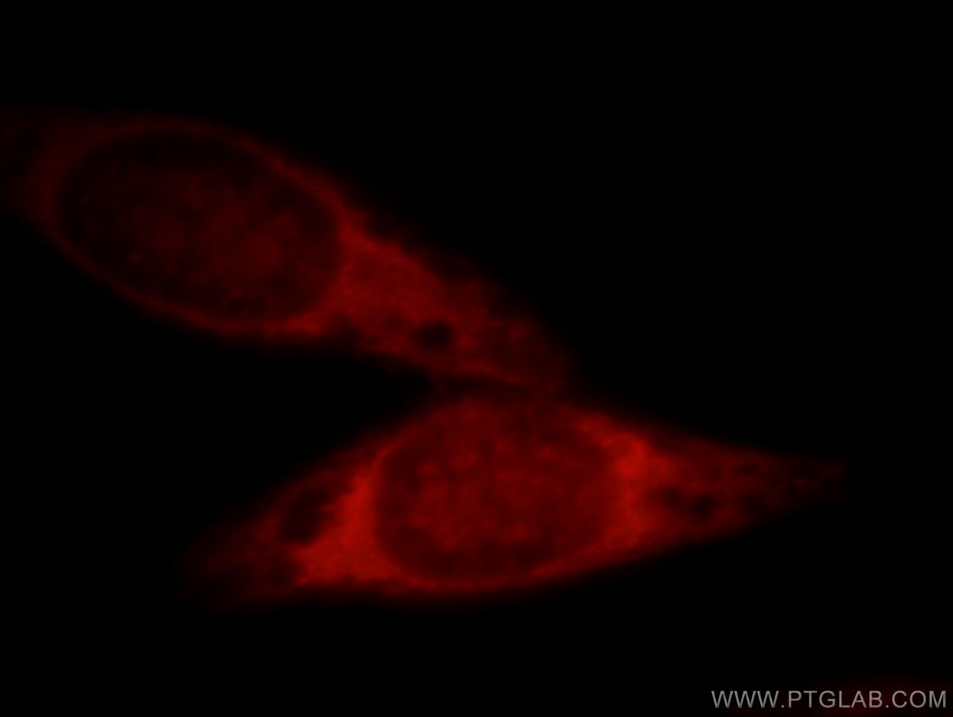 GAC-specific