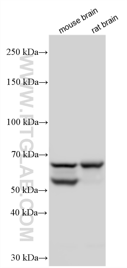Western Blot (WB) analysis of various lysates using GAD1 Polyclonal antibody (10408-1-AP)