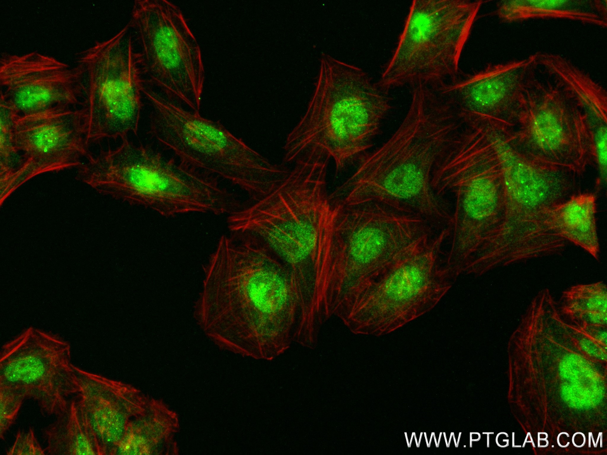 Immunofluorescence (IF) / fluorescent staining of U2OS cells using GADD45A Recombinant antibody (84376-3-RR)