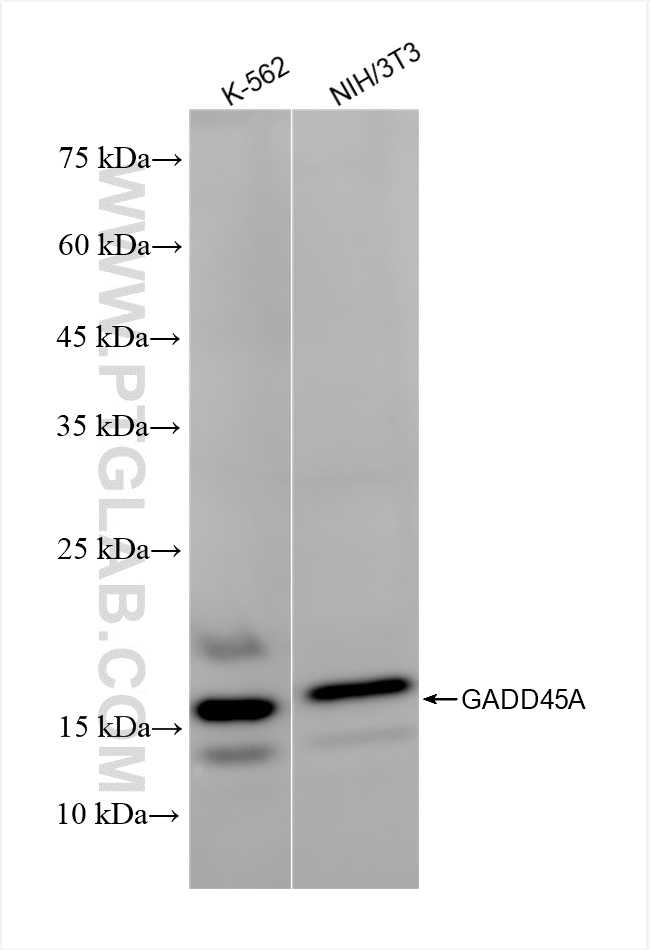 Western Blot (WB) analysis of various lysates using GADD45A Recombinant antibody (84376-4-RR)