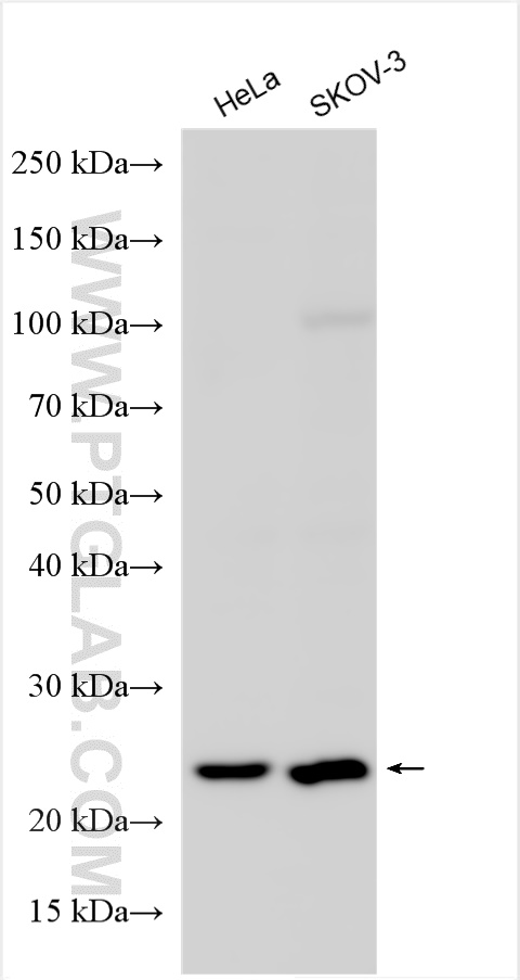 Western Blot (WB) analysis of various lysates using GADD45GIP1 Polyclonal antibody (16260-1-AP)