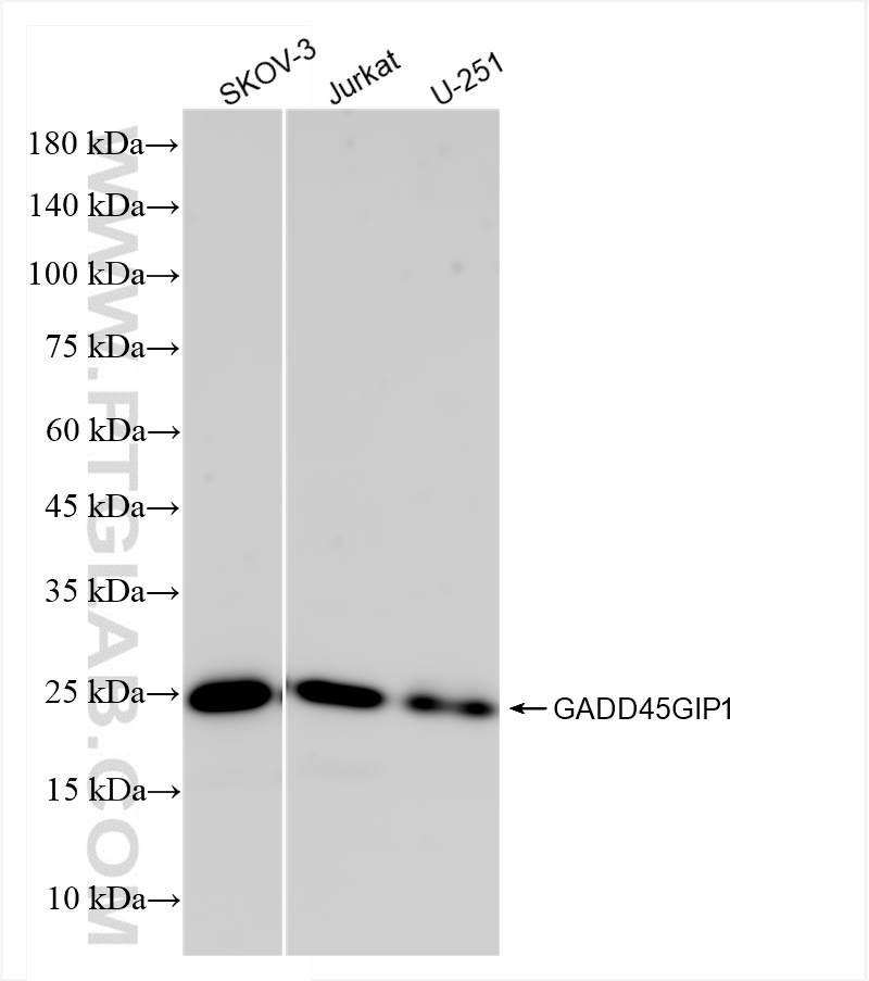 Western Blot (WB) analysis of various lysates using GADD45GIP1 Recombinant antibody (83823-5-RR)