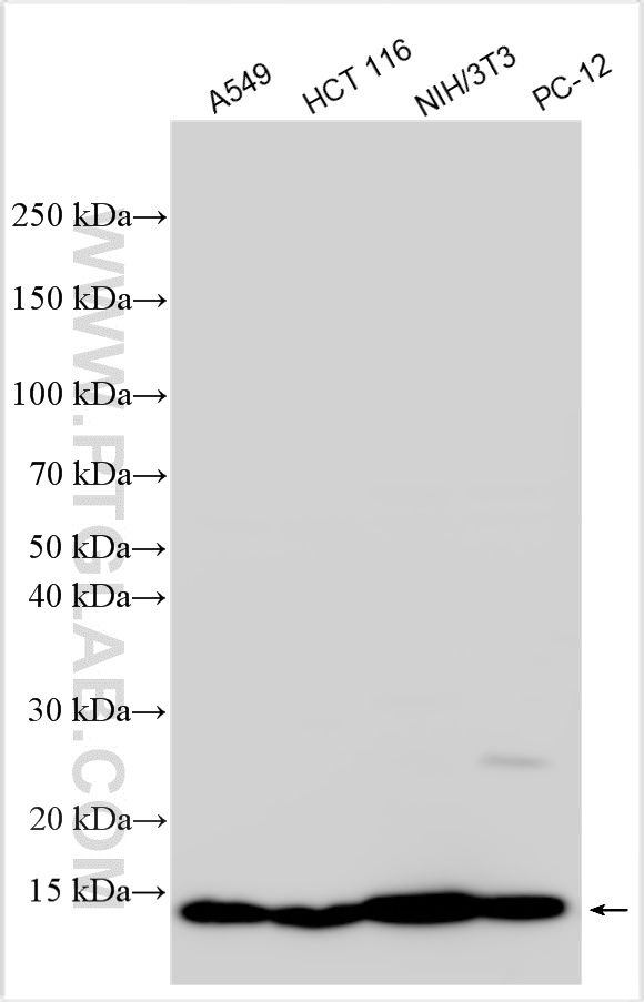 Western Blot (WB) analysis of various lysates using Galectin-1 Polyclonal antibody (11858-1-AP)