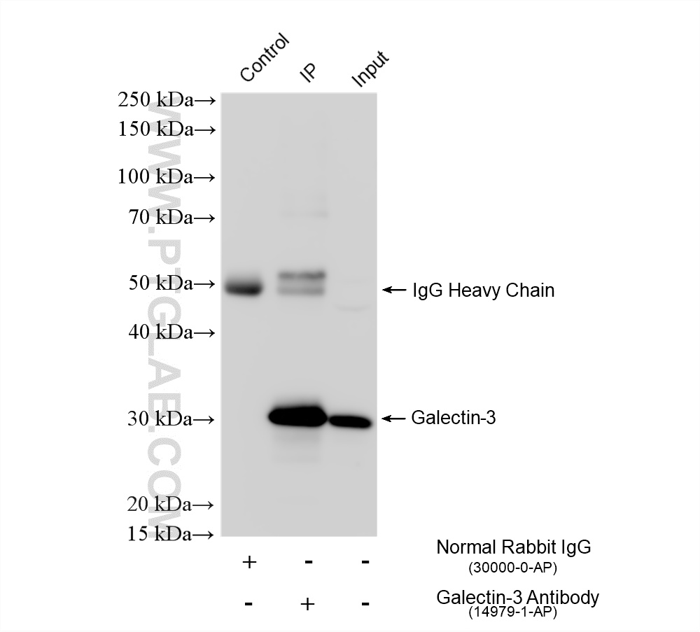 Immunoprecipitation (IP) experiment of MCF-7 cells using Galectin-3 Polyclonal antibody (14979-1-AP)