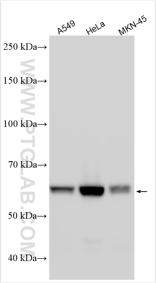 Western Blot (WB) analysis of various lysates using GALNT2 Polyclonal antibody (17441-1-AP)