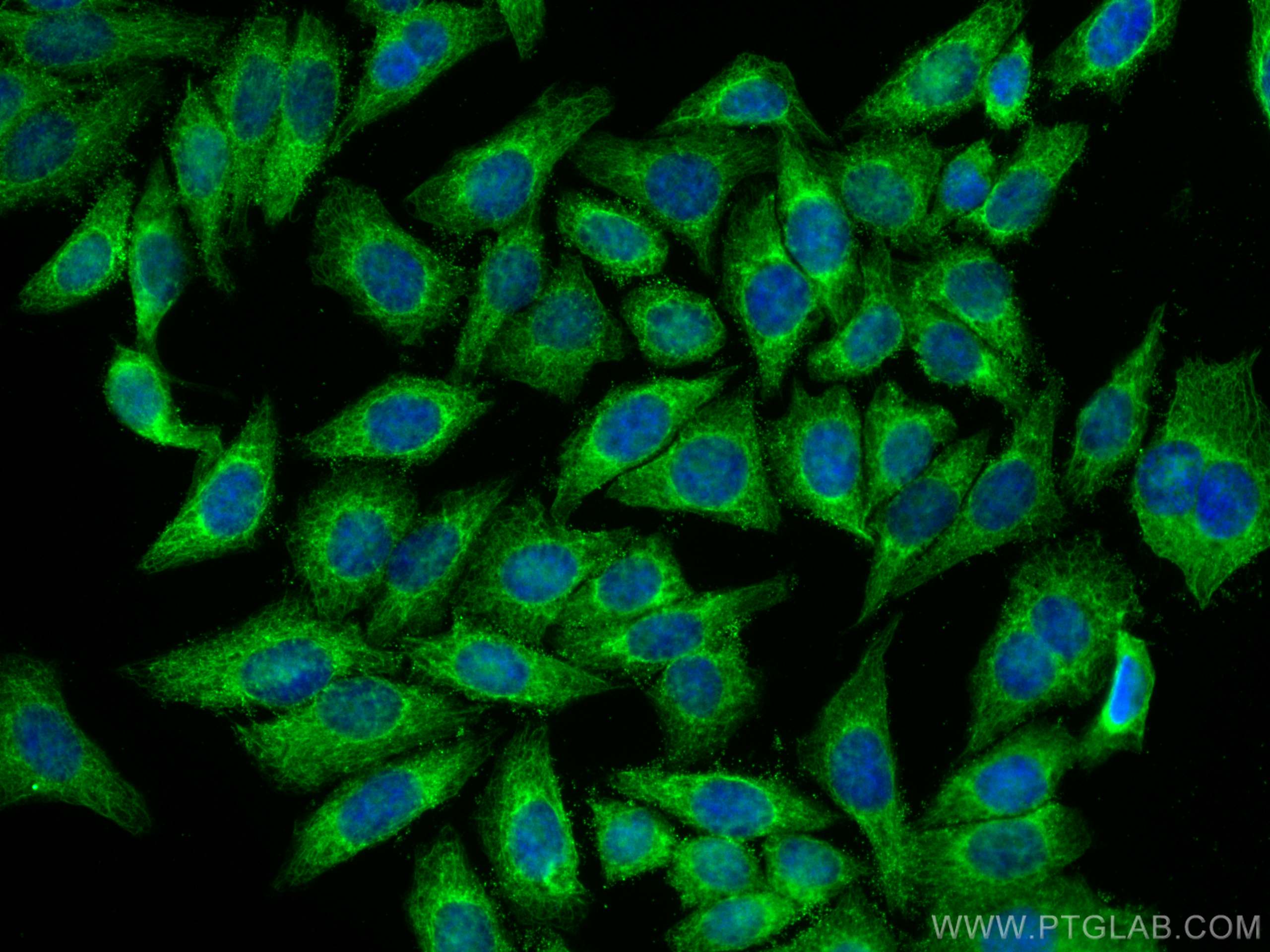 Immunofluorescence (IF) / fluorescent staining of HepG2 cells using GALR2 Polyclonal antibody (29909-1-AP)