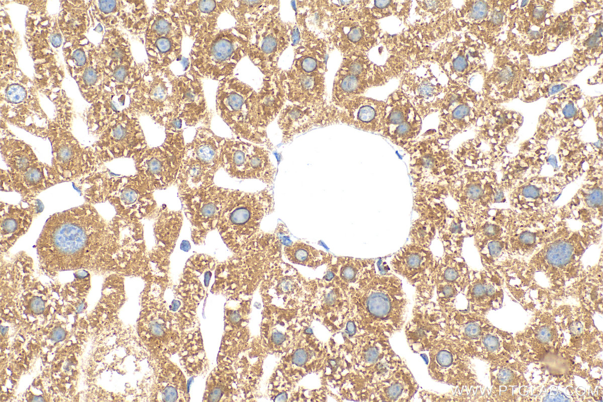 Immunohistochemistry (IHC) staining of mouse liver tissue using GANAB Recombinant antibody (83324-1-RR)