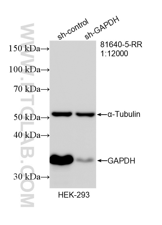 Western Blot (WB) analysis of HEK-293 cells using GAPDH Recombinant monoclonal antibody (81640-5-RR)