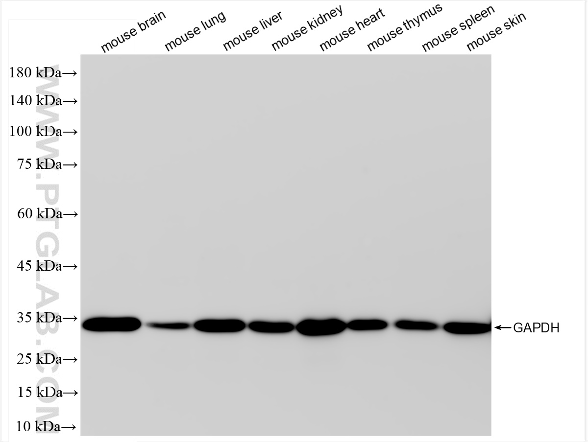 Western Blot (WB) analysis of various lysates using HRP-conjugated GAPDH Monoclonal antibody (HRP-60004)