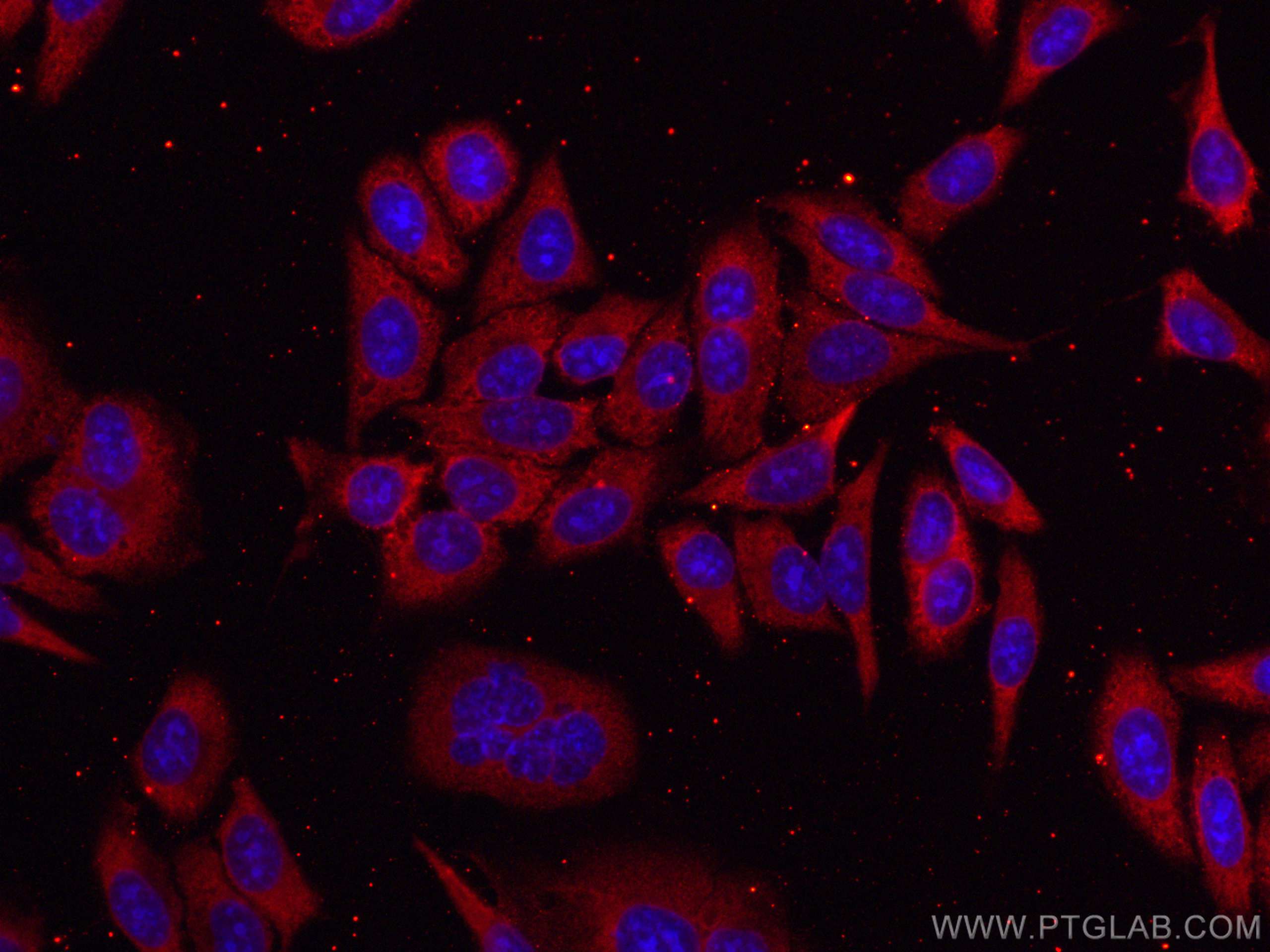 Immunofluorescence (IF) / fluorescent staining of HepG2 cells using CoraLite®594-conjugated GAPDH (Human Specific) Rec (CL594-80570)