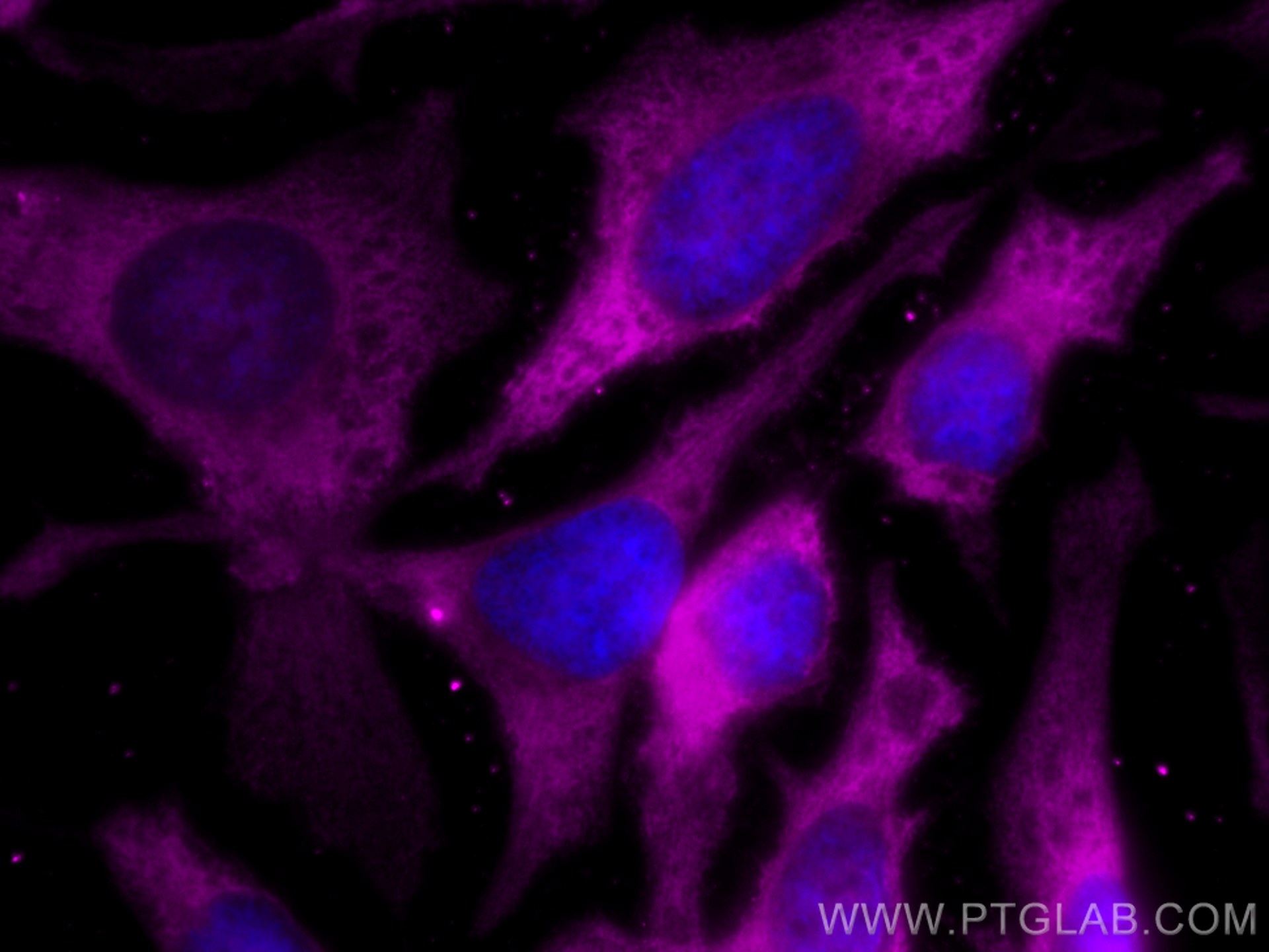 Immunofluorescence (IF) / fluorescent staining of HeLa cells using CoraLite® Plus 647-conjugated GAPDH (Human Specifi (CL647-80570)
