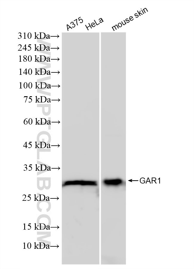 Western Blot (WB) analysis of various lysates using GAR1 Recombinant antibody (83577-4-RR)