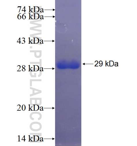 GAS7 fusion protein Ag23541 SDS-PAGE