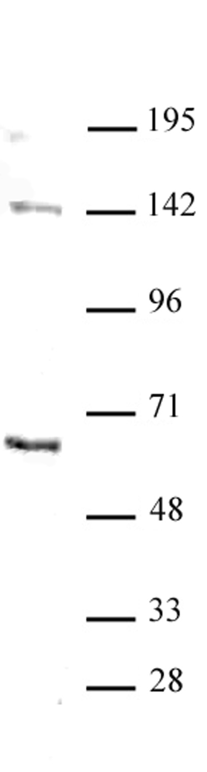 GATA-6 antibody (pAb) tested by Western blot. Nuclear extract (20 ug) of SW48 cells probed with GATA-6 antibody at a dilution of 1:500.