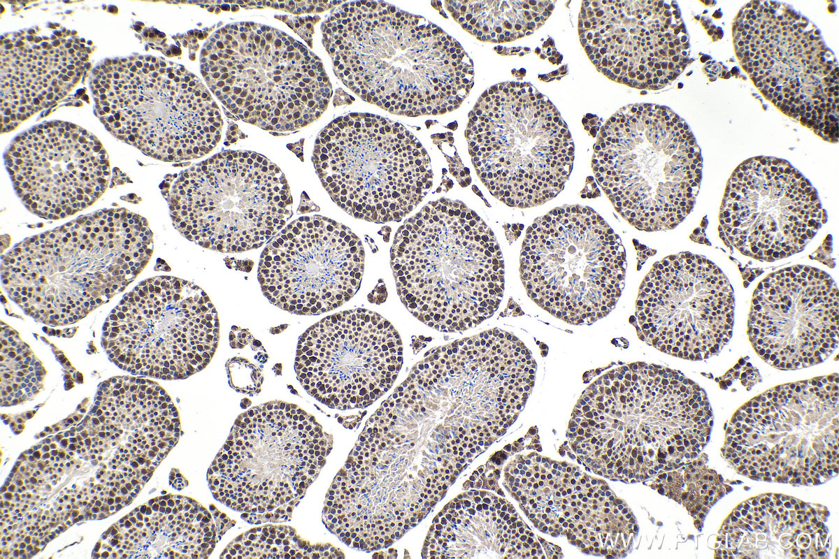 Immunohistochemistry (IHC) staining of mouse testis tissue using GATA1 Monoclonal antibody (60011-1-Ig)