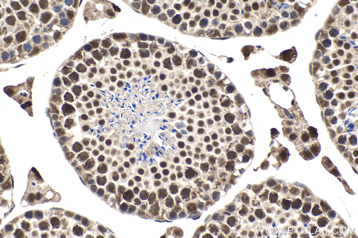 Immunohistochemistry (IHC) staining of mouse testis tissue using GATA1 Monoclonal antibody (60011-1-Ig)