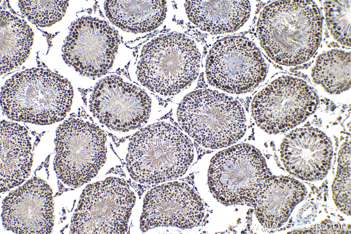 Immunohistochemistry (IHC) staining of rat testis tissue using GATA1 Monoclonal antibody (60011-1-Ig)