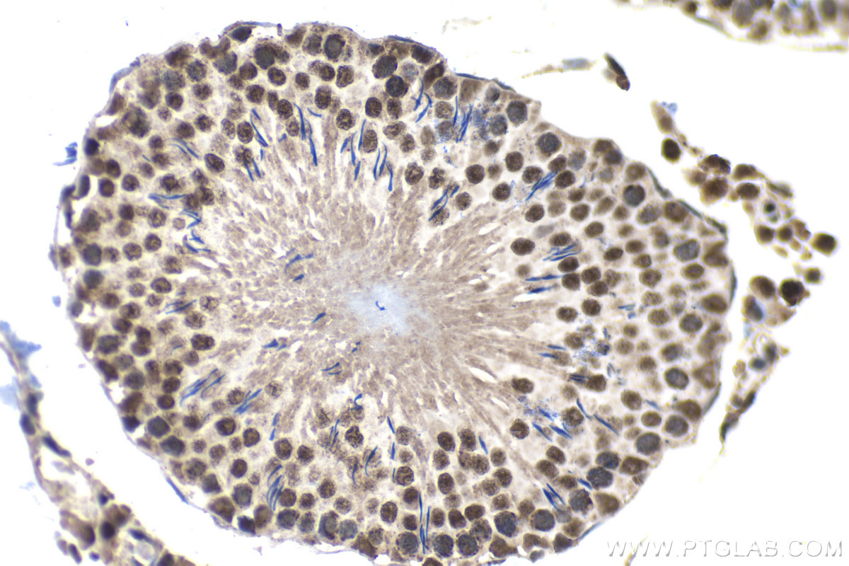 Immunohistochemistry (IHC) staining of rat testis tissue using GATA1 Monoclonal antibody (60011-1-Ig)