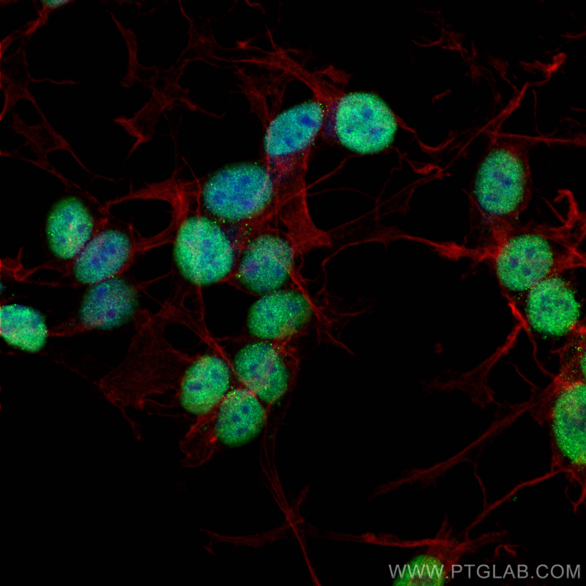 Immunofluorescence (IF) / fluorescent staining of SH-SY5Y cells using GATA2 Polyclonal antibody (11103-1-AP)