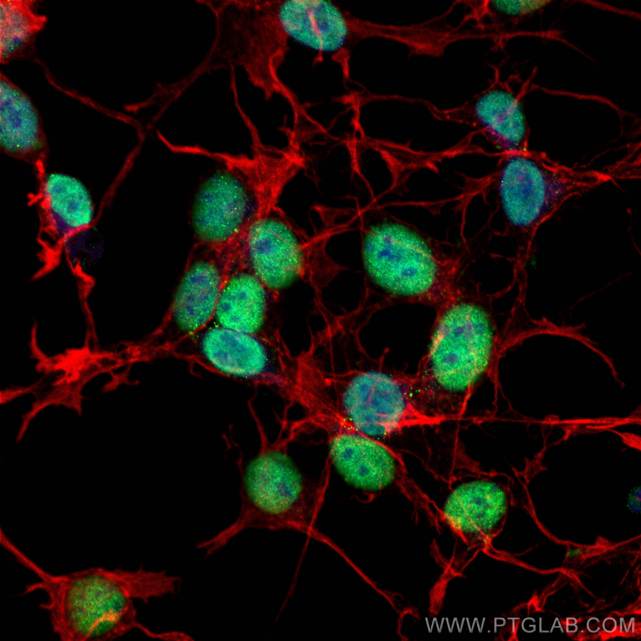 Immunofluorescence (IF) / fluorescent staining of SH-SY5Y cells using GATA2 Monoclonal antibody (67722-1-Ig)