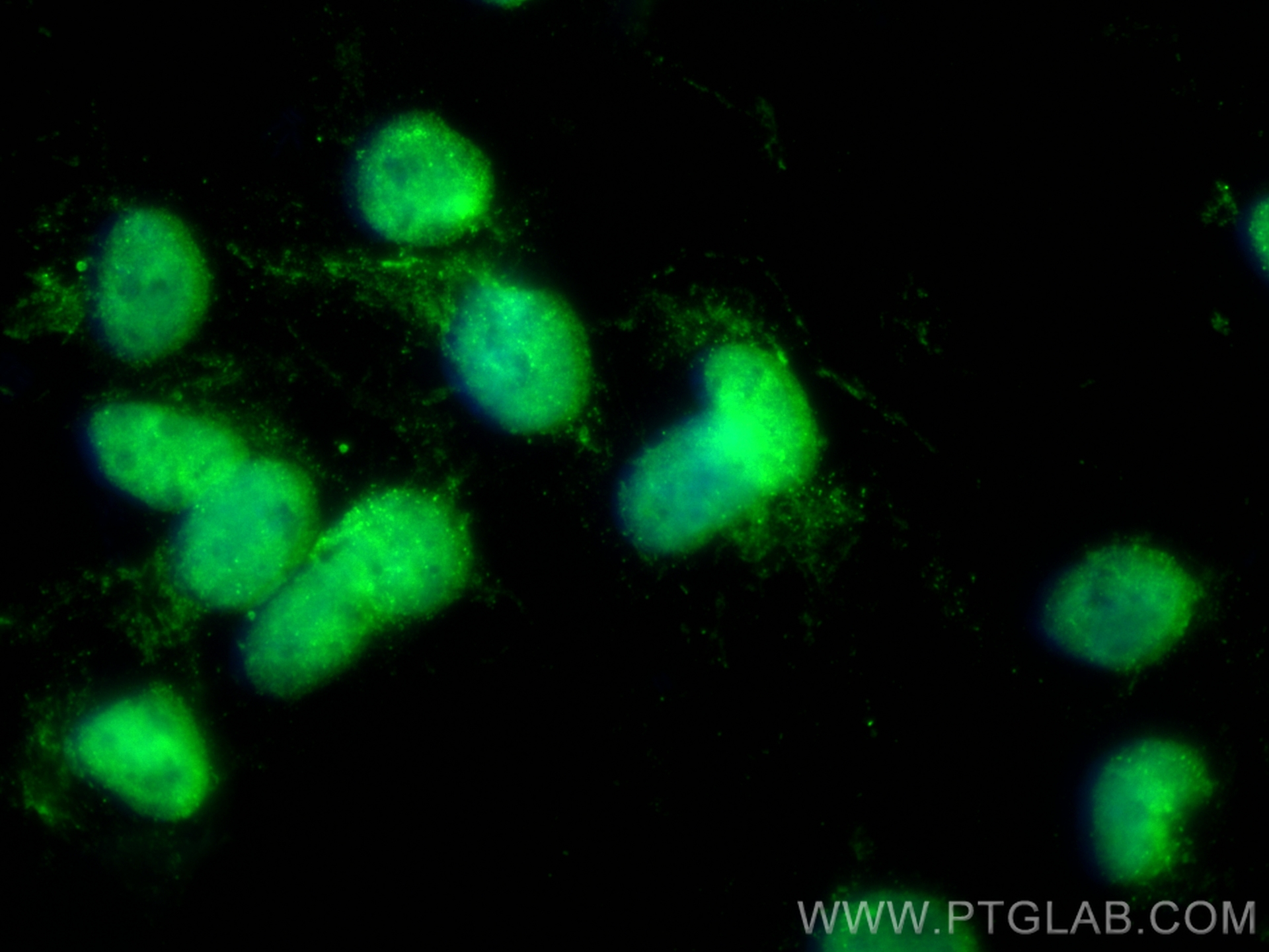 Immunofluorescence (IF) / fluorescent staining of SH-SY5Y cells using CoraLite® Plus 488-conjugated GATA2 Monoclonal ant (CL488-67722)