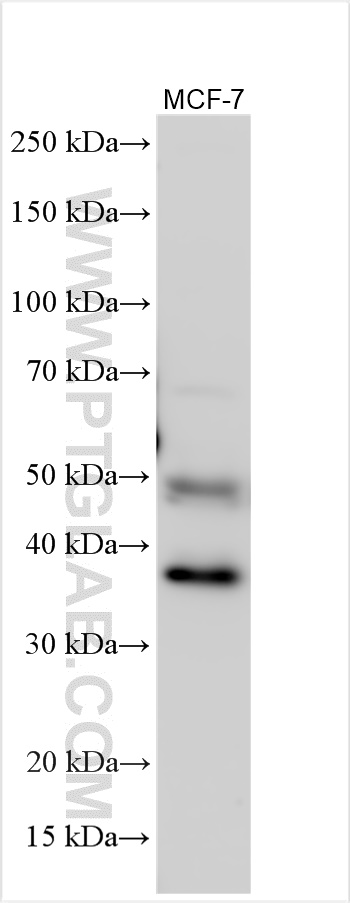 Western Blot (WB) analysis of various lysates using GATA3 Polyclonal antibody (10417-1-AP)